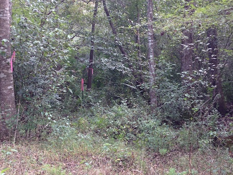Back of
                  PRoperty