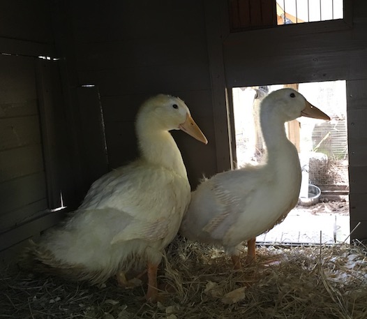 Ducks