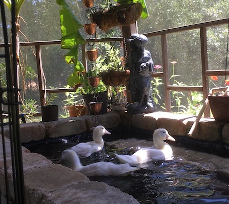Duck Swim