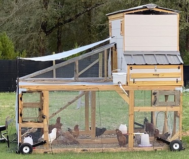 Chicken
                Tractor