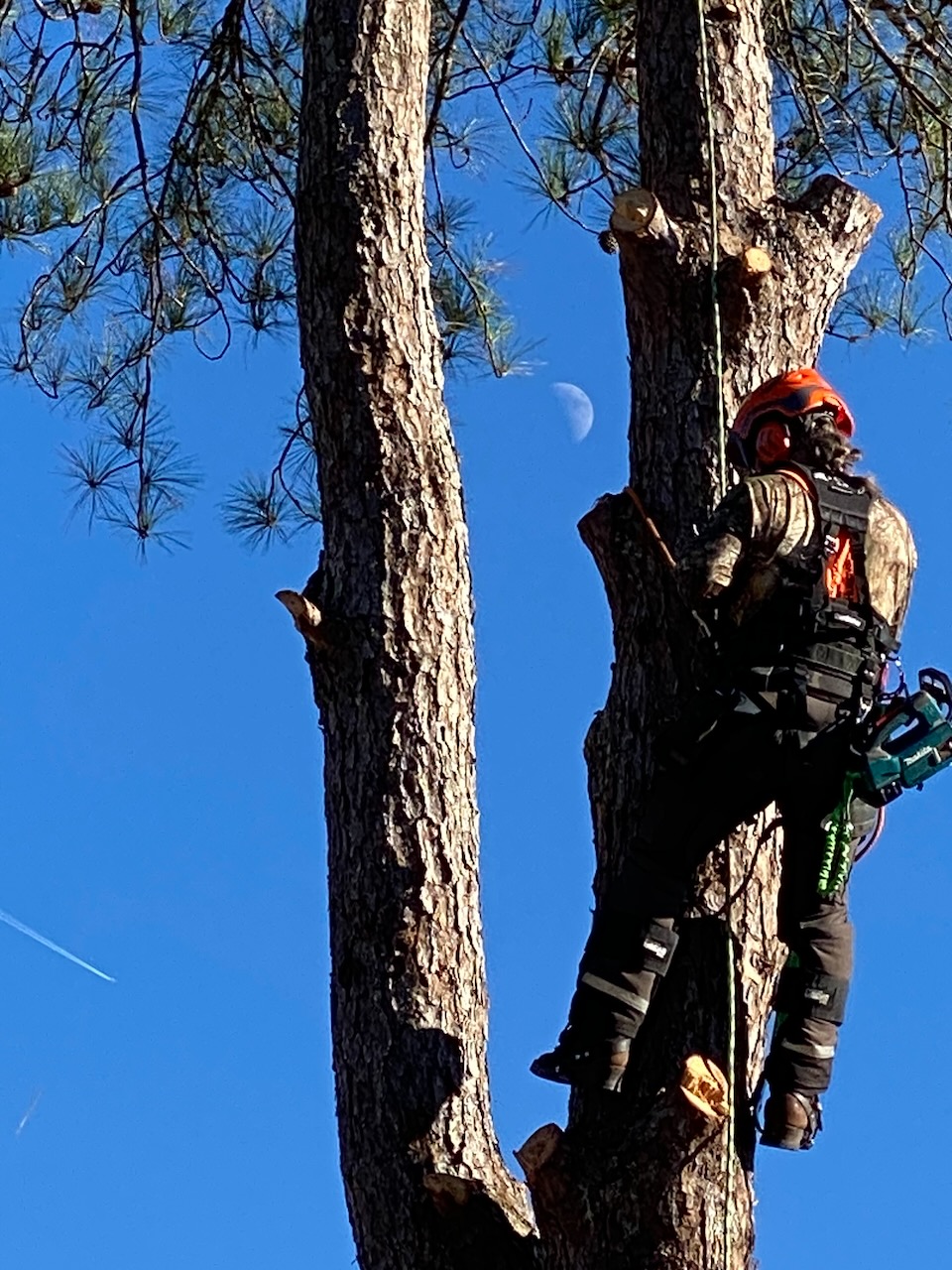 treework